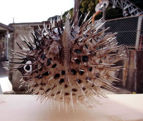 手作りのかわいいハリセンボンふぐ提灯 特大 工房 柴原 南紀熊野ええもん市場 手作りのかわいいハリセンボンふぐ提灯 特大 工房 柴原 南紀熊野ええもん市場