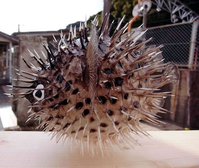 手作りのかわいいハリセンボンふぐ提灯 中の写真