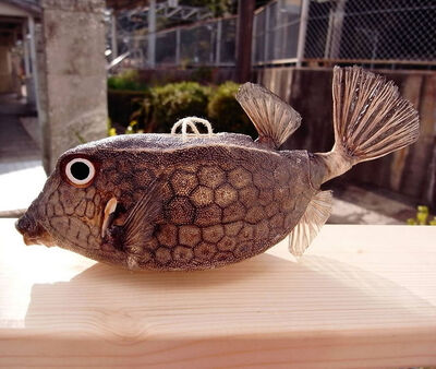 手作りのかわいいハコフグ提灯の写真