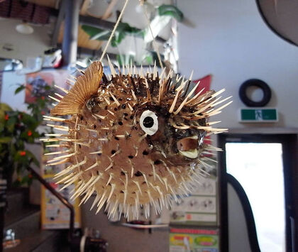 手作りのかわいいハリセンボンふぐ提灯 中 工房 柴原 南紀熊野ええもん市場 手作りのかわいいハリセンボンふぐ提灯 中 工房 柴原 南紀熊野ええもん市場