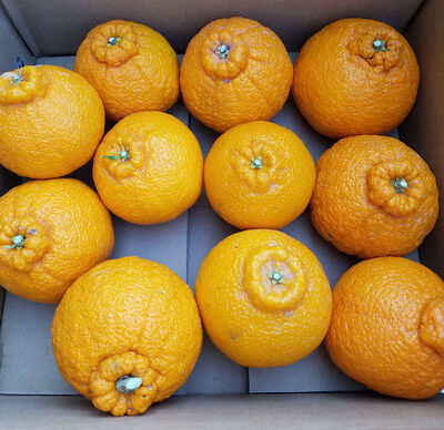 ★訳あり・送料無料★露地栽培の不知火 サイズ不揃い 約3.5kg【三重県産 南紀みかん】の写真