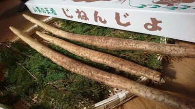 【有機栽培】自然薯(じねんじょ) 専用箱入1本もの 約1.5kgの写真