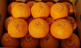 送料無料 露地栽培の不知火 デコポンと同品種 大玉15 18玉 約5kg 三重県産 南紀みかん たにぐち農園 南紀熊野ええもん市場 送料無料 露地栽培の不知火 デコポンと同品種 大玉15 18玉 約5kg 三重県産 南紀みかん たにぐち農園 南紀熊野ええもん市場