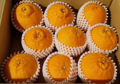 ★送料無料★露地栽培の不知火~デコポンと同品種 大玉9~12玉 約3kg【三重県産 南紀みかん】の写真
