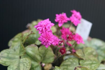 「雪国の妖精」雪割草の写真