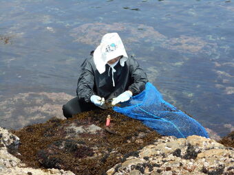 【国産 天然ひじき】乾燥おてがるひじき 18g 小鉢3~4人前の説明写真2