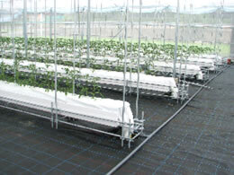 真っ赤なミニトマト1kg(千果)【三重 熊野産】の説明写真3