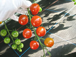 真っ赤なミニトマト1kg(千果)【三重 熊野産】の説明写真1