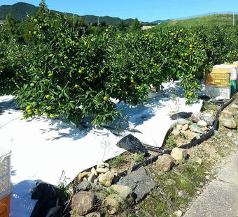 ★送料無料★ハウス不知火~甘みたっぷりなみかん 大玉15~18玉 5kg【三重県産 南紀みかん】の説明写真3