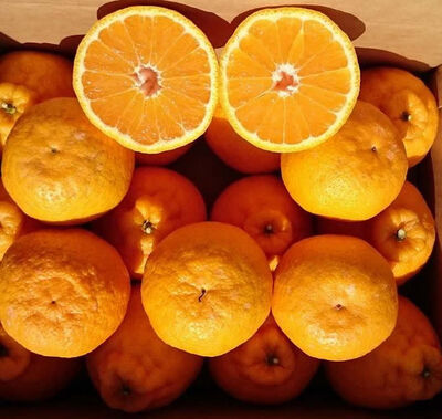 ★送料無料★ハウス不知火~甘みたっぷりなみかん 大玉15~18玉 5kg【三重県産 南紀みかん】の写真