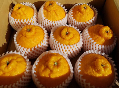 ★送料無料★ハウス不知火~甘みたっぷりなみかん 大玉9~12玉 3kg【三重県産 南紀みかん】の写真