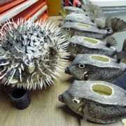 ハリセンボンとハコフグのふぐ提灯