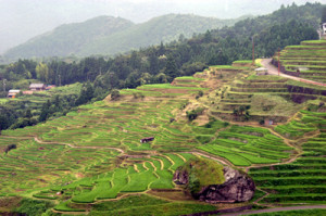 丸山千枚田